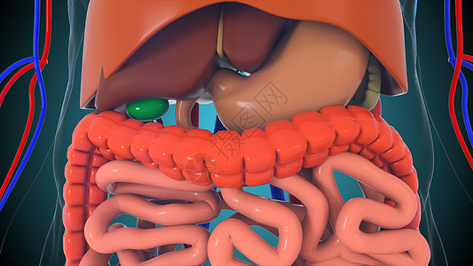 解剖人体模型3d 渲染人体模型与器官系统旋转生物学插图移植捐款男人肌肉男性气管静脉图片
