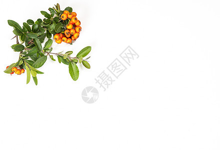 橙色火棘浆果水平棕色古董风格叶子球菌圆形季节树叶植物图片