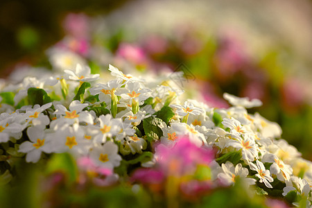 多色乡村花园的长春花花 鲜花和花朵卡片背景园艺地毯国家花束橙子黄花女性植物图片