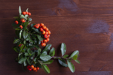 橙色火棘浆果装饰季节性棕色植物水果季节树叶红色植物群枝条图片