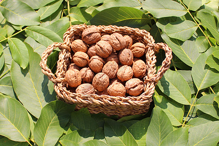 篮子和叶子中的胡桃健康收成花园乡村核桃叶坚果核桃树收获核桃素食图片