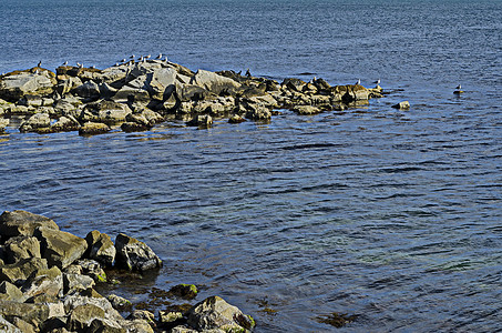 黑海雾的海景清晨 在古城内瑟巴附近的海岸上 有银海鸥或和放松海浪城市季节反射鸬鹚银色海洋旅行动物海岸线图片