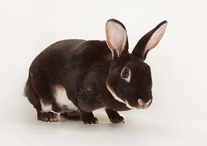 漂亮的黑水兔子鼠宠物哺乳动物朋友动物獭兔毛皮图片