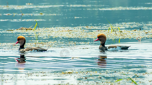 红冠潜鸭潜水鸭鸟 在湿地游泳 在得克萨斯州的拉古纳马德雷 墨西哥 佛罗里达州的阿帕拉奇湾 Chandeleur 群岛 尤卡坦半岛图片