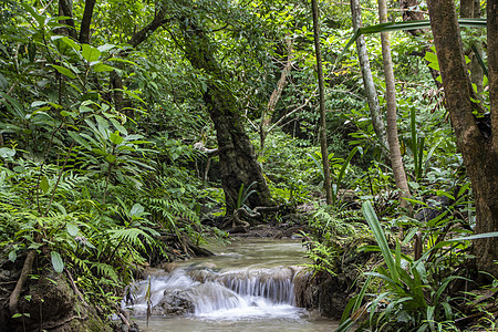 艾拉旺坠落热带风景溪流池塘旅游远足丛林森林异国假期图片