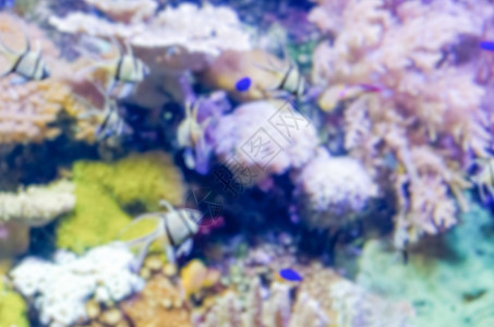 水族馆的重点分散背景天堂热带老虎呼吸管旅游浮潜珊瑚勘探殖民地异国图片