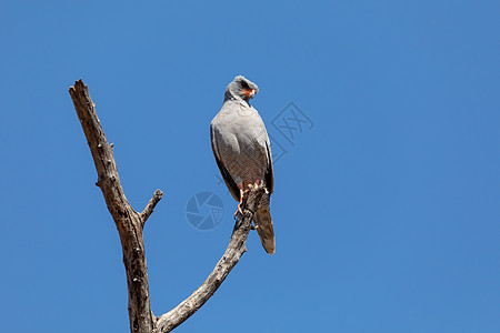 博茨瓦纳非洲野生生物 戈索鹰图片