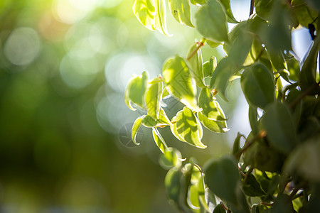 树叶阳光在花园的阳光下特写绿叶 自然黑色太阳生态绿色植物叶子季节绿色晴天美丽植物环境背景