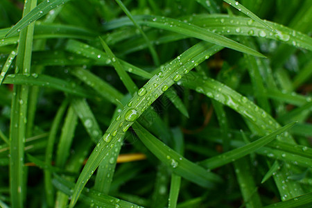 在花园里深绿色的白昼树叶 满是雨滴背景图片