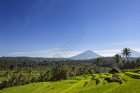 日出时的阿贡火山 印度尼西亚巴厘岛地标种植园场地土地旅行洋葱旅游生态文化棕榈图片