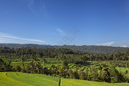 巴厘岛美丽的梯田稻田全景(印度尼西亚巴厘)图片