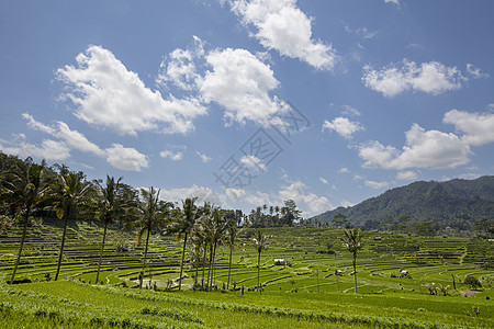 早期在印度尼西亚巴厘的乌布德(Ubud)种植稻田图片