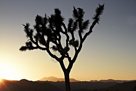 美国加利福尼亚州约书亚树国家公园的日落图片