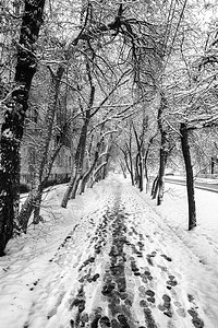 城市中被雪覆盖的小巷小路树木场景季节天气森林白色公园木头图片