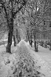 城市中被雪覆盖的小巷季节森林场景小路天气树木公园木头白色图片