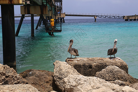 Bonaire岛加勒比海 加勒比鸟鸟自然博内尔岛眼睛海鸟动物海洋野生动物天空热带羽毛翅膀水鸟图片
