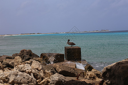 Bonaire岛加勒比海 加勒比鸟鸟自然博内尔岛荒野羽毛水鸟天空动物群翅膀海岸航班热带动物图片