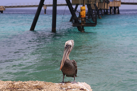 Bonaire岛加勒比海 加勒比鸟鸟自然博内尔岛水鸟天空荒野翅膀账单动物群动物蓝色海岸羽毛图片