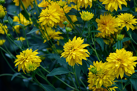 黄色花朵缝合生态花瓣季节植物群植物学植物园艺团体宏观雏菊图片