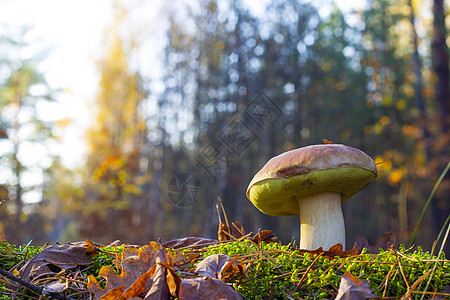 清晨阳光明媚的森林里的大蘑菇图片