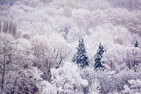 森林树木冬天初第一次降雪之后的公园 冬季初天气场景树木蓝色天空森林白色季节背景