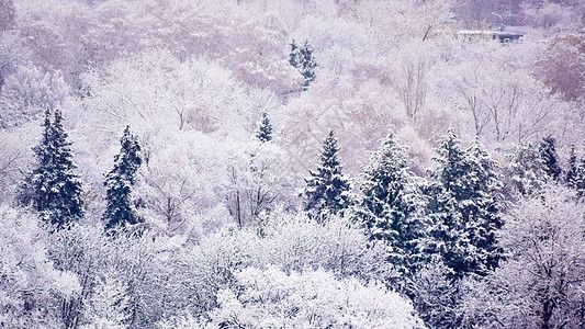 森林树木冬天初第一次降雪之后的公园 冬季初季节场景白色森林蓝色树木天气天空背景