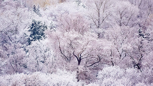 冬天初第一次降雪之后的公园 冬季初天气白色天空树木季节场景森林蓝色图片