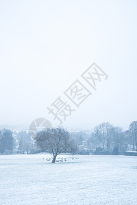 德国Aachen卢斯贝格的雪羊高清图片