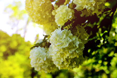 早晨花园和绿色背景中的白色绣球花花束太阳橡木植物群边界灌木树叶礼物植物衬套叶子图片