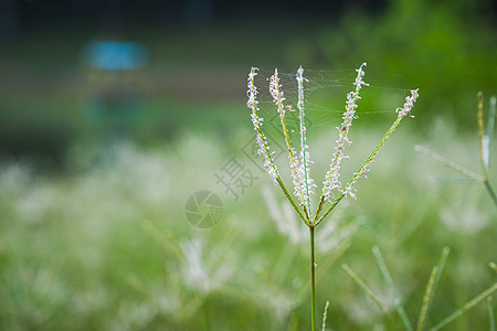 模糊背景的草花选择焦点 F害虫针叶树动物蜂鸟蜘蛛水滴雏菊苔藓小麦花园图片