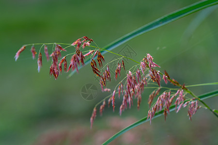 模糊背景的草花选择焦点 F小麦食物杂草昆虫蜘蛛雨林叶子动物雏菊蜂鸟图片
