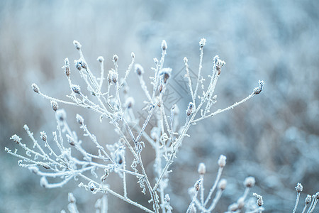 冻结的分支 冬季景观 冬季自然 冬季景观 树木覆盖着雪花图片