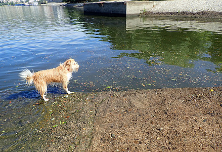 湿棕色毛皮狗在水中用水泥玩宠物犬类图片