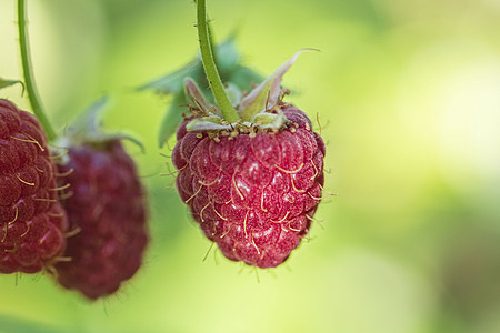 水果园的成熟草莓落空红莓和绿背景的树叶衬套收成生活水果养分季节宏观美食植物叶子图片
