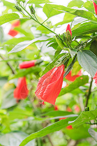 在越南花园篱笆中的红花和花朵衬套栅栏木槿兰花植物群投标情调生长花丛花瓣图片
