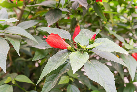 越南花园篱笆中的红碧须花和芽栅栏异国胭脂红花园投标木槿叶子植物群树叶花瓣图片