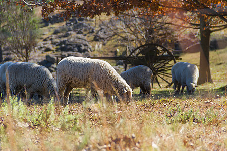 阿根廷科尔多瓦山的牧羊绵羊草地羊肉环境家畜农业爬坡道风景乡村农场晴天图片