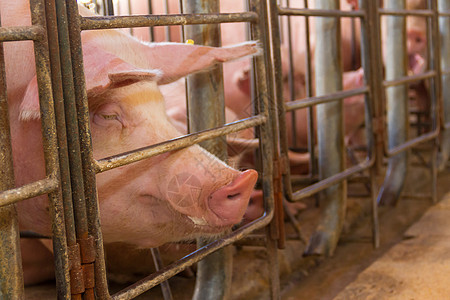 工业猪孵化厂 以消费其肉类苗圃团体粉色乡村家畜哺乳动物猪肉谷仓食物仔猪农业高清图片素材