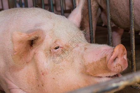工业猪孵化厂 以消费其肉类家畜猪肉仔猪乡村谷仓苗圃团体小猪哺乳动物农业健康高清图片素材