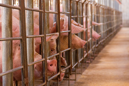供野外猪肉消费的猪头孵化厂农业团体仔猪谷仓粉色小猪乡村家畜母亲动物图片