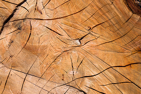 具有日志树皮纹理的背景同心风化苔藓棕色宏观木材戒指材料树干橡木图片