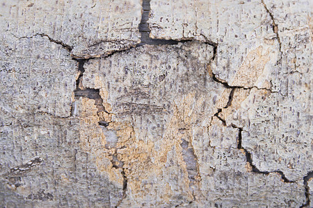 干燥树皮背景的质朴质地苔藓皮肤材料松树自然树干植物木头棕色森林图片