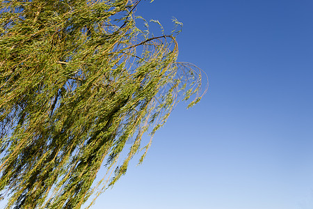 在联邦直辖省里奥斯阿罗根蒂纳市河岸上流泪的柳树上哭泣牧场海滩城市联邦公园季节天空森林生活环境图片