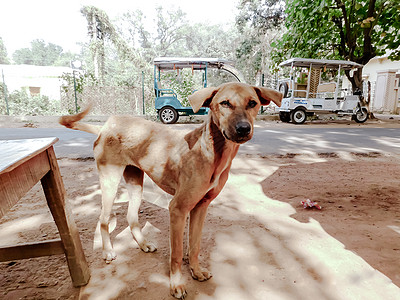 在南亚印度加尔各答的街道上 普通的印度贱民流浪狗也被称为纯种本地狗或德西街头狗 特写肖像 忠实的犬友 看着相机雌性悬浮纯种狗城市图片