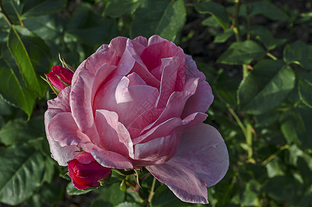 Oborishte地区Zaimov自然公园的欢迎礼花和鲜花中粉红玫瑰丛背景图片