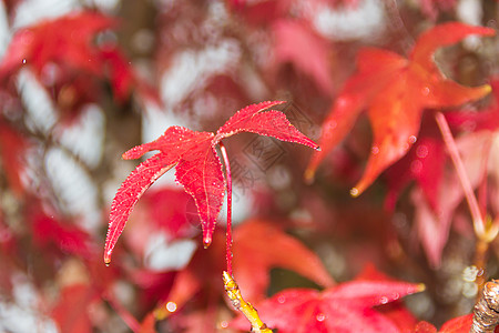 秋天雨下液压的红橙叶和红橙叶树叶活力植物叶子红色枫香黄色橙子图片