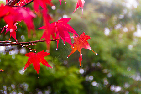 秋天雨下液压的红橙叶和红橙叶叶子树叶植物活力红色枫香橙子黄色图片