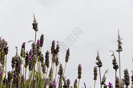 灰色天空上反光的青紫芳香植物花园场地草地英语沙枣草本植物日落紫色逆光蓝色背景图片