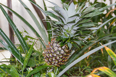 有机花园植物中新鲜的菠萝农场食物农业生长种植园情调绿色热带凤梨水果图片