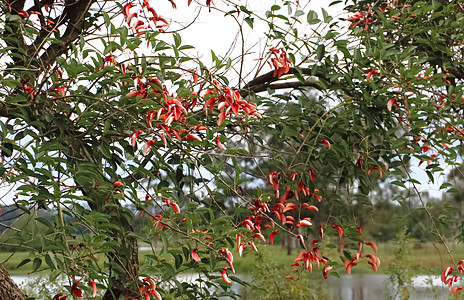 南美原生于阿根廷的南美洲民族花朵 伊丽斯里娜克利斯塔加利阳光植物学公园太阳婴儿情调植物群植物热带花瓣图片